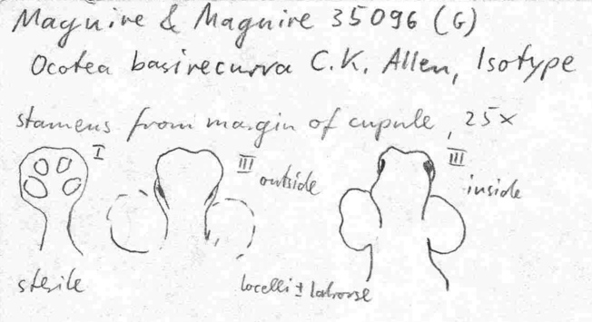 Vorschaubild Ocotea basirecurva C.K. Allen